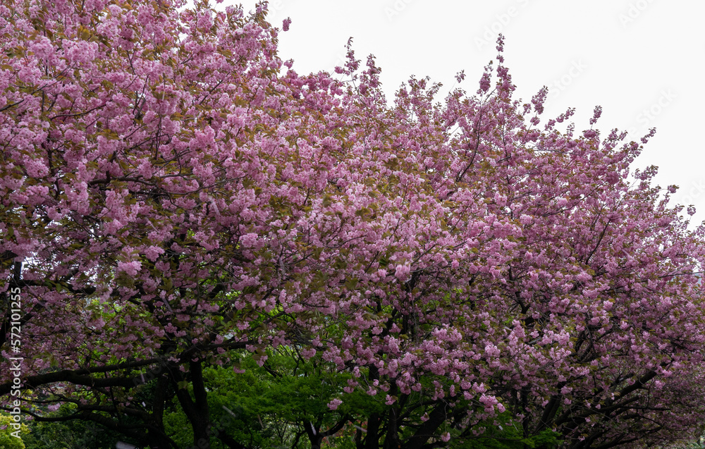 Shot of the cherry blossom in Sapporo, Hokkaido, Japan