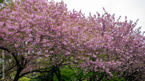 Cherry Blossom in Sapporo, Hokkaido, Japan
