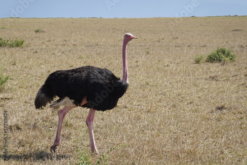 Kenya - Savannah - Ostrich