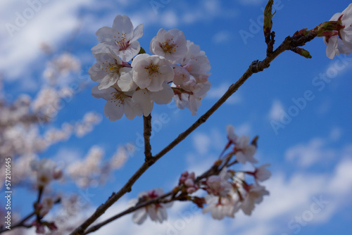 澄んだ青空と満開の桜