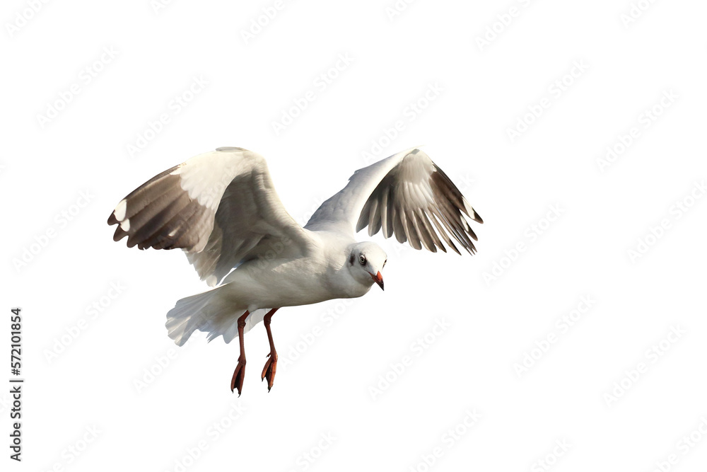 Obraz premium Beautiful seagull flying isolated on transparent background png file