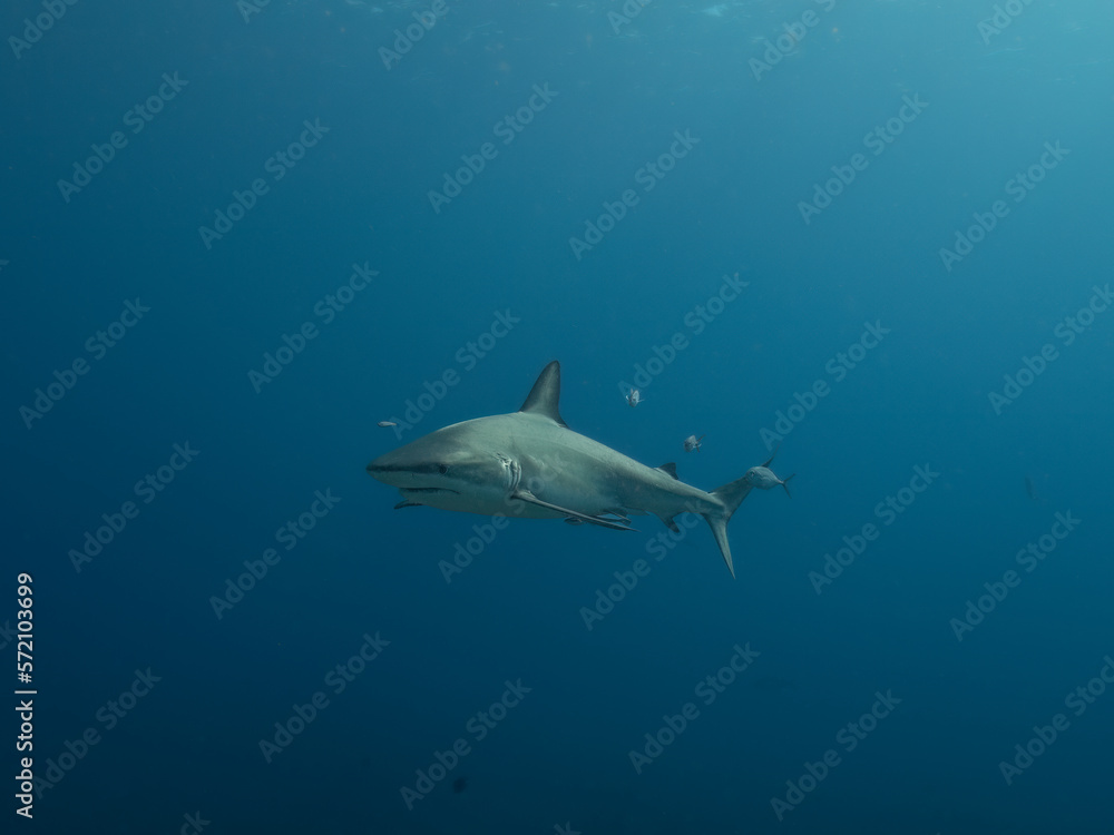 Caribbean Reef Shark in Open Water