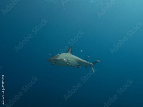 Caribbean Reef Shark in Open Water © Kevin Drew Davis