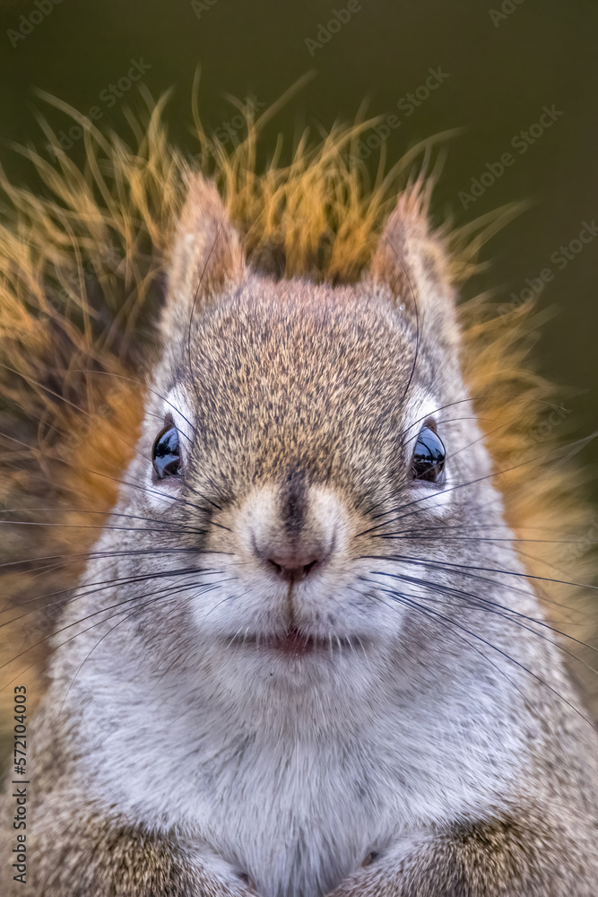 A cute squirrel sitting on a fence in a wildlife reserve in Ontario, Canada at a cold but sunny day in winter, looking for food. A portrait of it, frontal looking into the camera. A cute squirrel sitting on a fence in a wildlife reserve in Ontario, Canada at a cold but sunny day in winter, looking for food. A portrait of it, frontal looking into the camera.