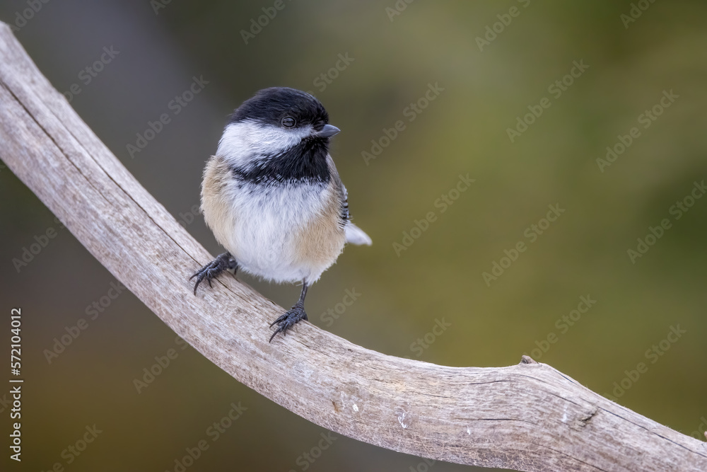 Naklejka premium A black-capped chickadee sitting on a branch of a tree in Ontario, Canada at a cold day in winter.