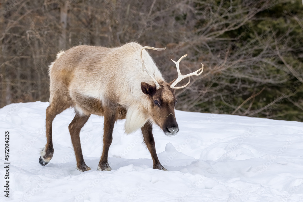 Obraz premium A caribou walking through the snow in the wilderness of Canada at a cold day in winter.