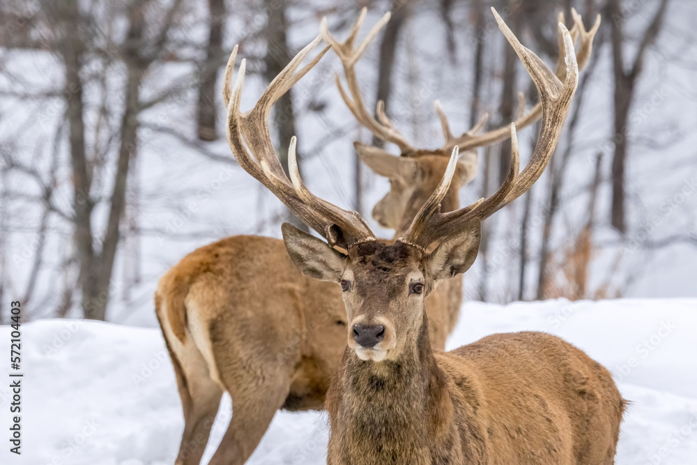 A group of male deers in a forest in Ontario, Canada at a cold but sunny day in winter. A group of male deers in a forest in Ontario, Canada at a cold but sunny day in winter.