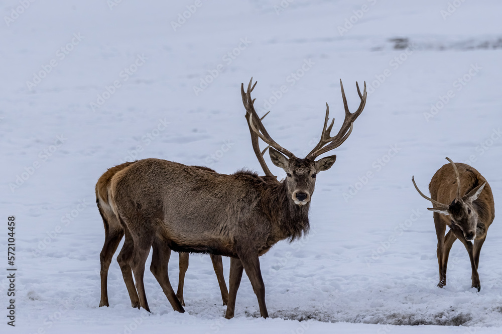 A group of male deers in a forest in Ontario, Canada at a cold but sunny day in winter. A group of male deers in a forest in Ontario, Canada at a cold but sunny day in winter.
