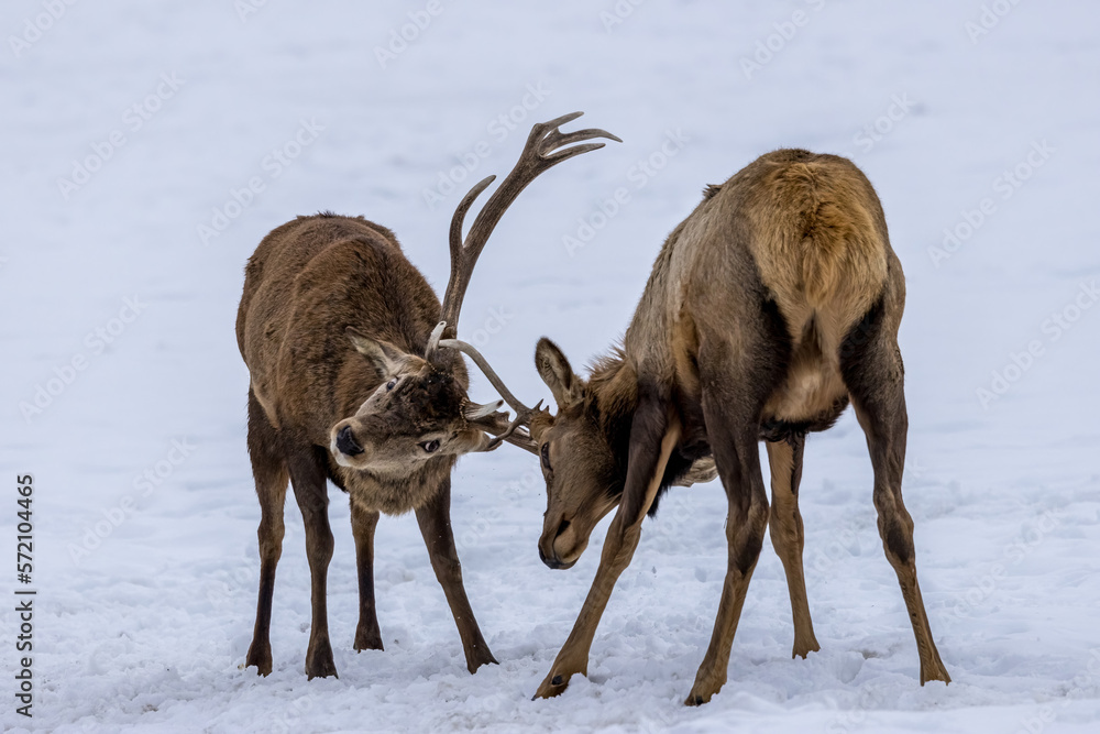 Fototapeta premium Two deers fighting in a forest in Ontario, Canada at a cold but sunny day in winter.