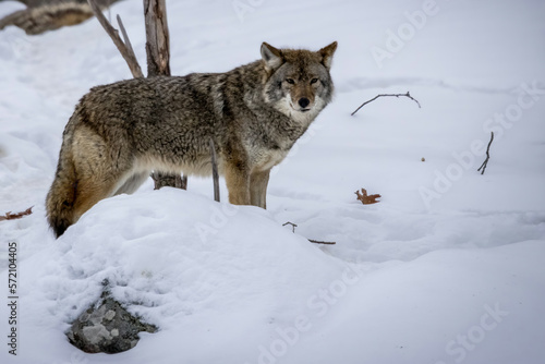 A grey wolf standing in the wilderness of a forest in Ontario, Canada at a cold day in winter. © ms_pics_and_more