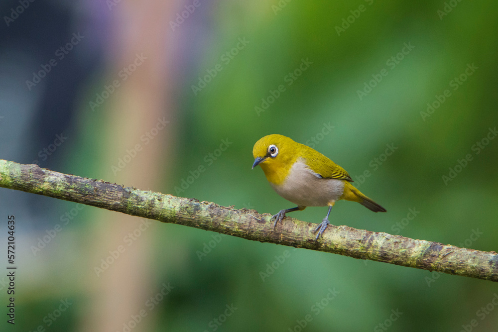 Oriental White-eye on a branch Oriental White-eye on a branch