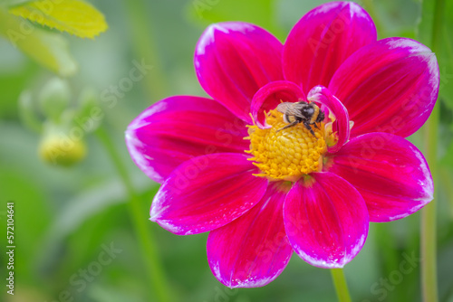 Bee on Delicate flower at golden sunset, idyllic landscape in Giverny, France
