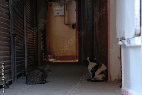 エジプト・アスワンのストリートで暮らす猫 （2006年12月）