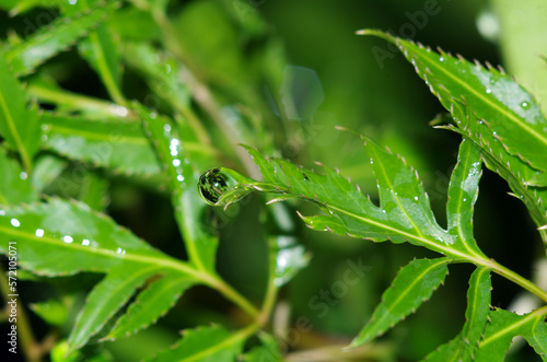 raindrops on leaves
