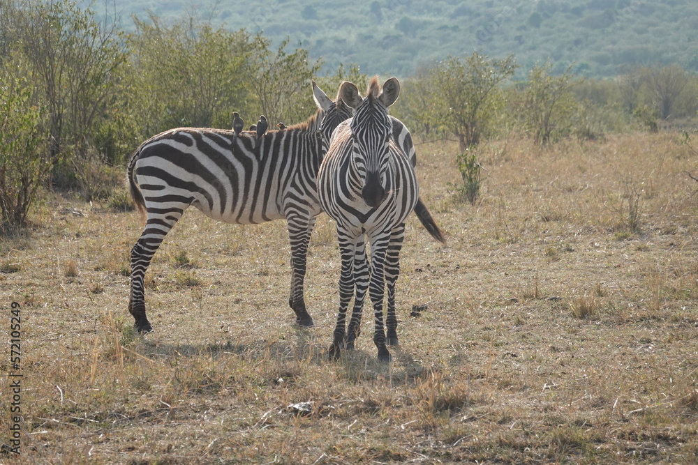 Naklejka premium Kenya - Savannah - Zebra
