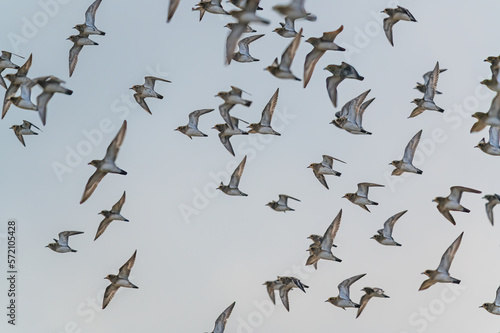 Grey Plover, Pluvialis squatarola - Birds in the environment during winter migration photo