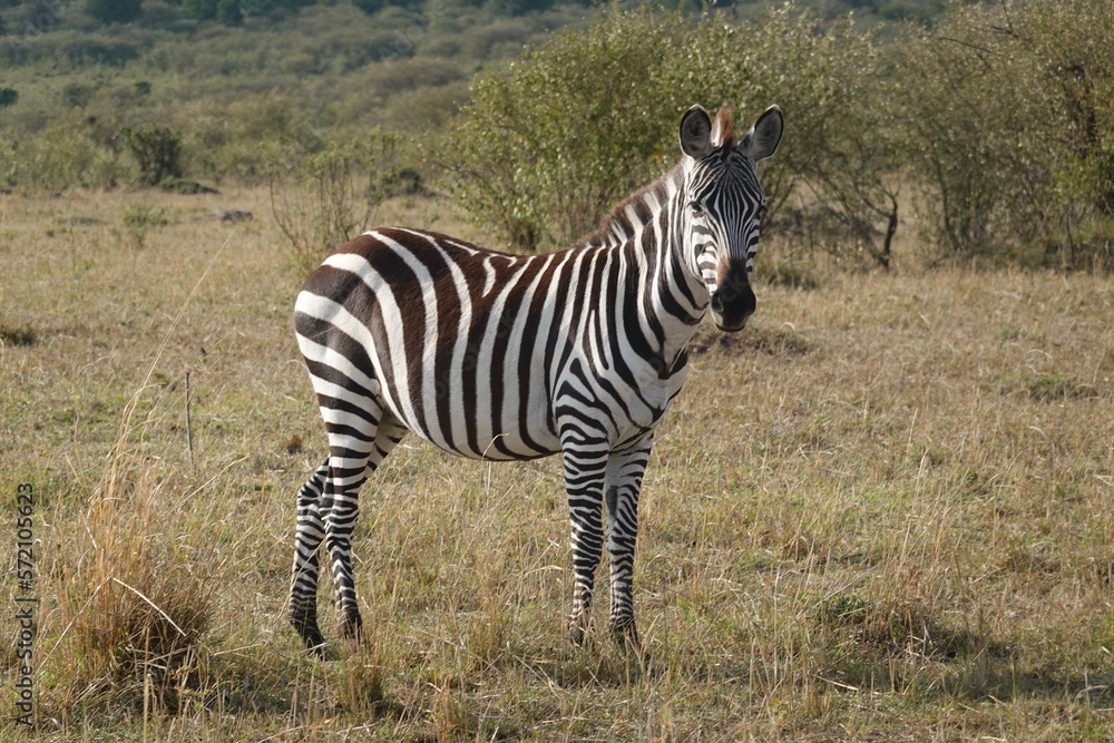 Naklejka premium Kenya - Savannah - Zebra