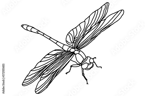 Dragonfly Vector