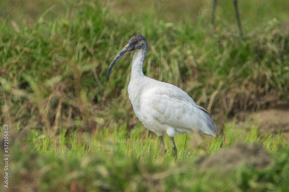 Naklejka premium Black-headed Ibis on the grassland