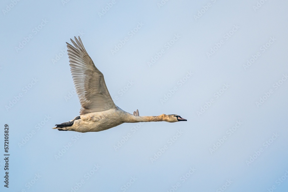 Obraz premium Mute Swan, Cygnus Olor in flight over marshes