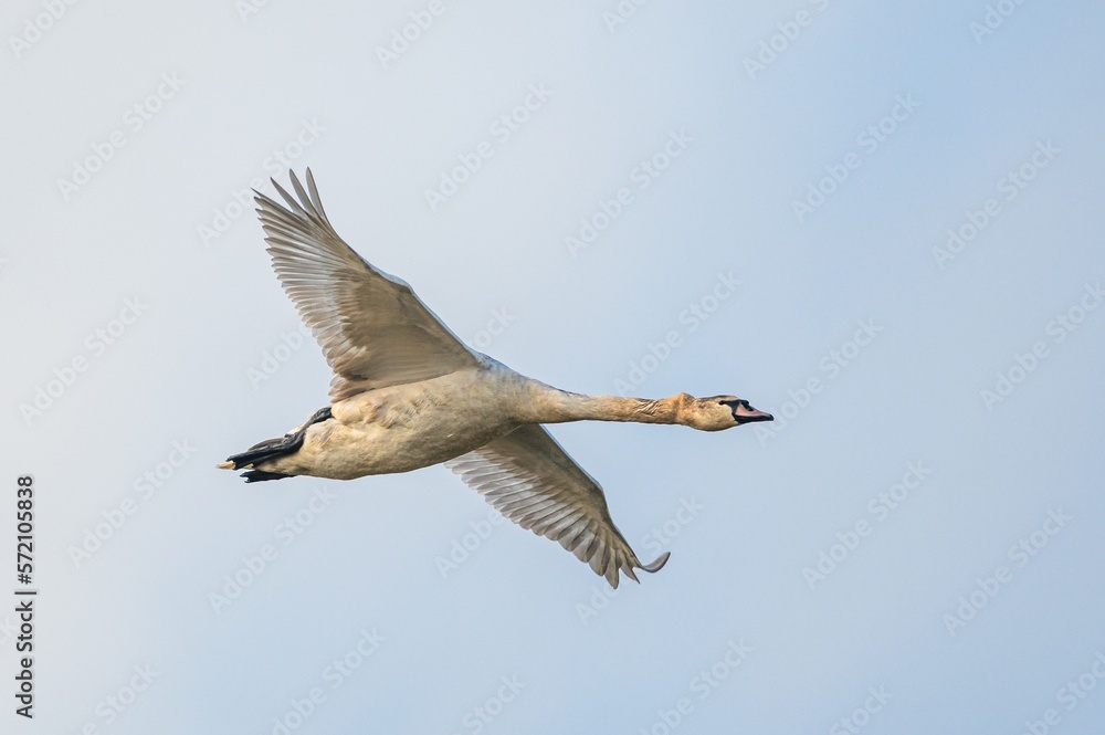 Fototapeta premium Mute Swan, Cygnus Olor in flight over marshes