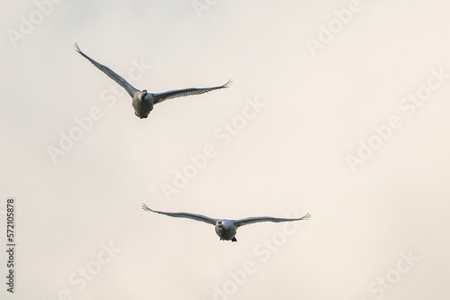 Mute Swan, Cygnus Olor in flight over marshes