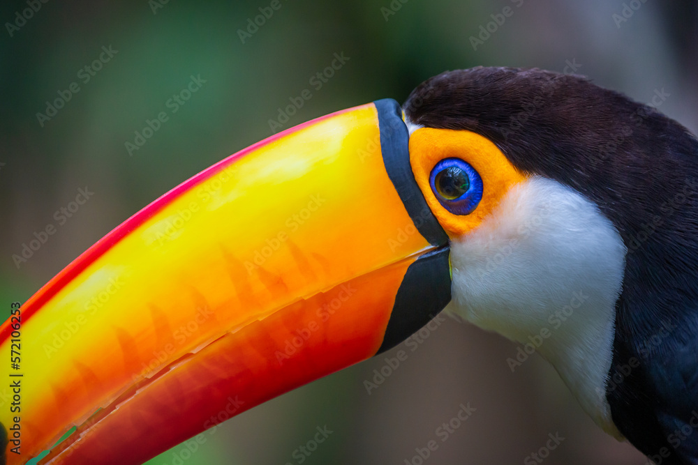 Cute Toucan tropical bird in Brazilian Pantanal with blurred background, Brazil