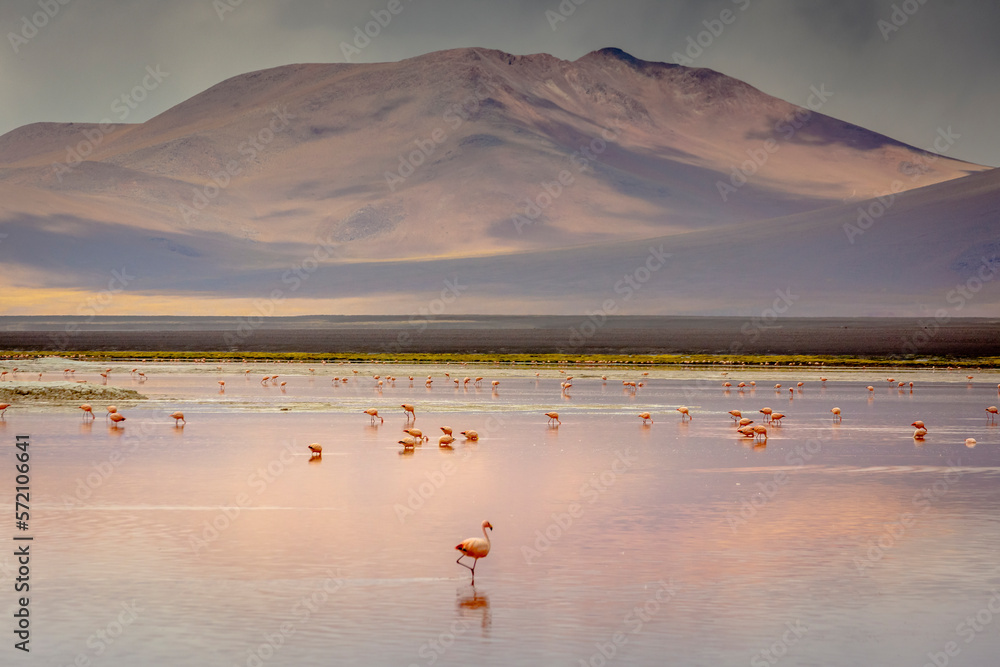 Laguna colorada, Red lake, with Flamingos and Volcanic landscape, Andes, Bolivia