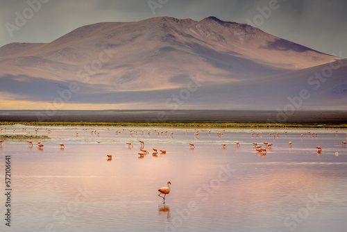 Obraz na płótnie Laguna colorada, Red lake, with Flamingos and Volcanic landscape, Andes, Bolivia w salonie