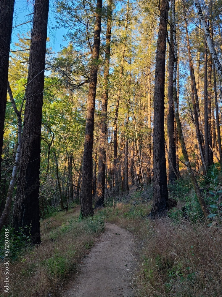 Hiking trail in lush redwood forests of Northern California