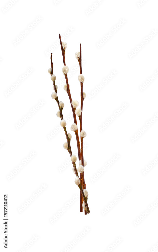 Three Pussy willow spring stems isolated cutout on transparent - obrazy, fototapety, plakaty 