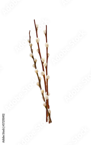 Three Pussy willow spring stems isolated cutout on transparent photo