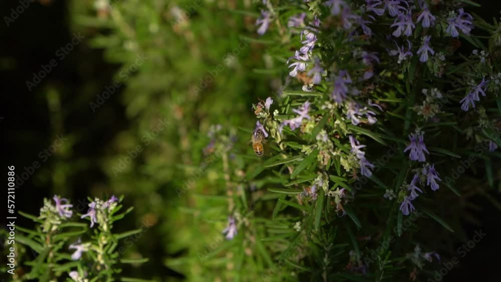 Bee Collecting Pollen From A Rosemary Flower. rosemary flowers and bee. bees on blossomed rosemary flowers. filmed in slow motion. Bee passes from flower to flower Bee Collecting Pollen From A Rosemary Flower. rosemary flowers and bee. bees on blossomed rosemary flowers. filmed in slow motion. Bee passes from flower to flower