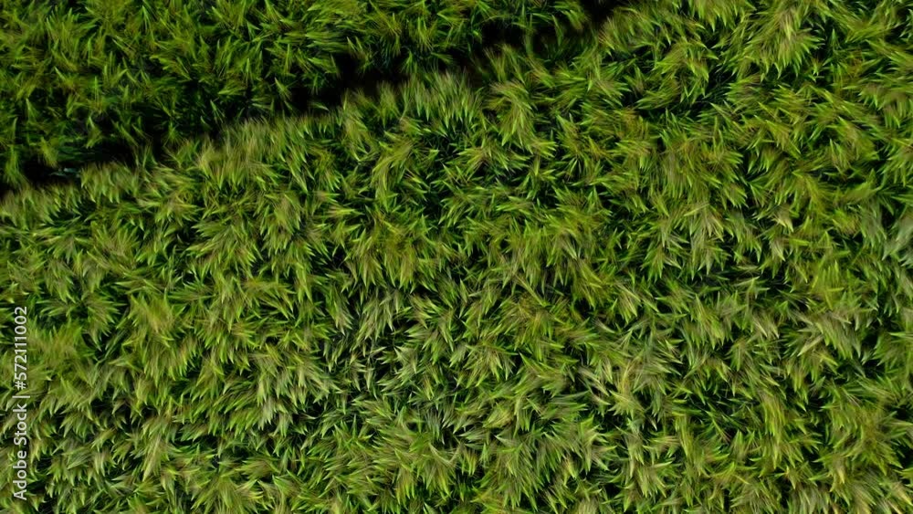 Lush Green Food Crops Growing On The Farm Field. aerial topdown Lush Green Food Crops Growing On The Farm Field. aerial topdown
