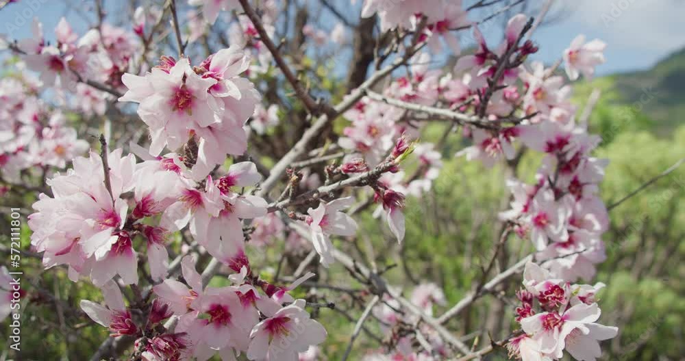 Pink flowers on branches of blooming almond tree close-up. Pink flowers on branches of blooming almond tree close-up.