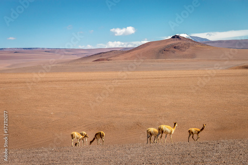 Guanaco vicuna in Bolivia altiplano near Chilean atacama border  South America