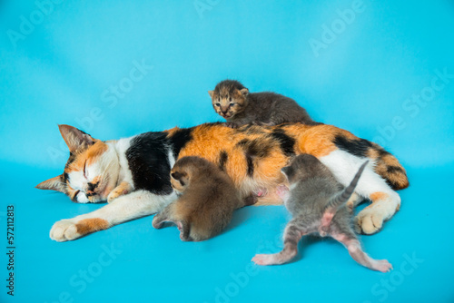 Fototapeta Naklejka Na Ścianę i Meble -  Close Up of a mother striped domestic cat with her three dark colored kittens which are only a few weeks old against a turquoise background, they are happily suckling and playing
