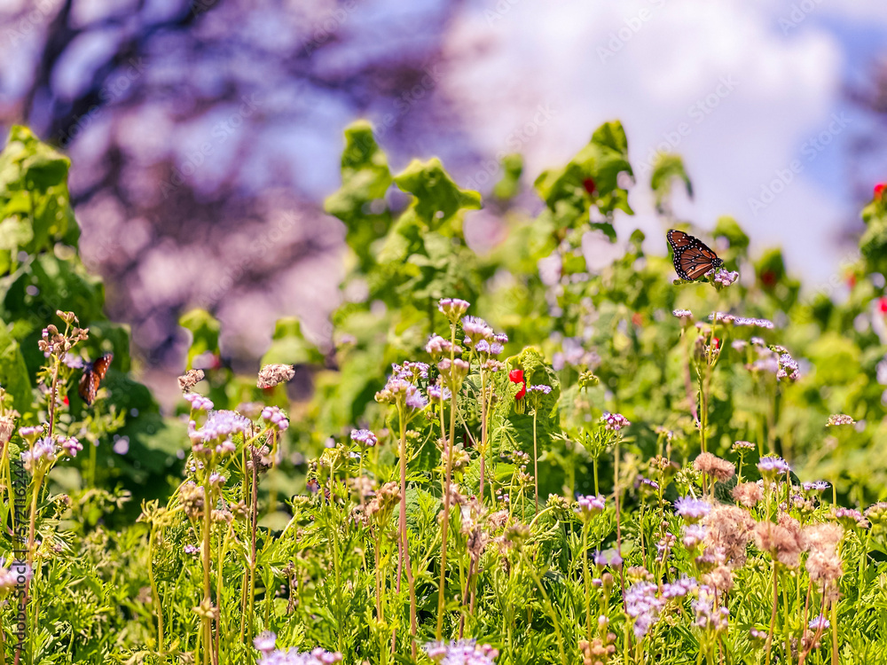 Fototapeta premium flowers in the meadow
