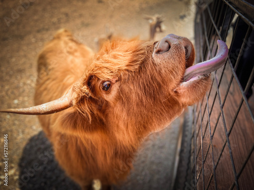 scottish highland cow