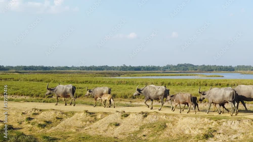 Horned buffalo herd walking in line together across Bangladesh agricultural countryside Horned buffalo herd walking in line together across Bangladesh agricultural countryside