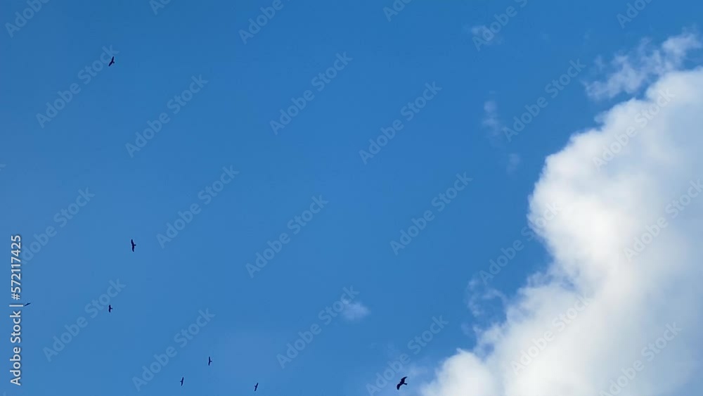 Flock of birds fly circling high against blue cloudy sky migrating and hunting Flock of birds fly circling high against blue cloudy sky migrating and hunting