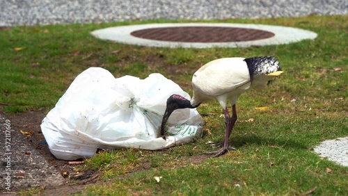 Australian white ibis, threskiornis molucca known as bin chicken rummaging the garbage, scavenging on rubbish dumped by human at the park, plastic wastes, destruction of ecosystem, Queensland. photo