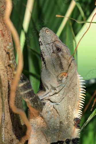 Iguana on the side of a palm tree