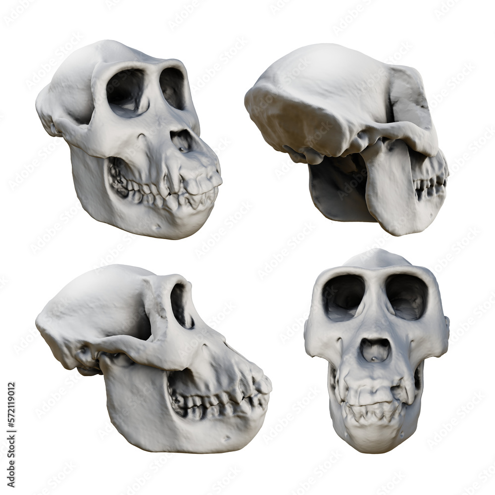 Obraz premium 3d rendering of fossil gorilla skull bones from various perspective view angles