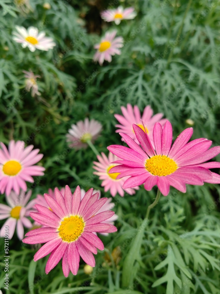 pink daisies pink daisies