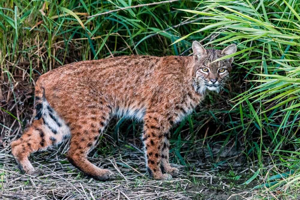 Obraz premium Bobcat Full Profile