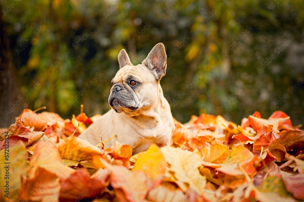French Bulldog in autumn forest.