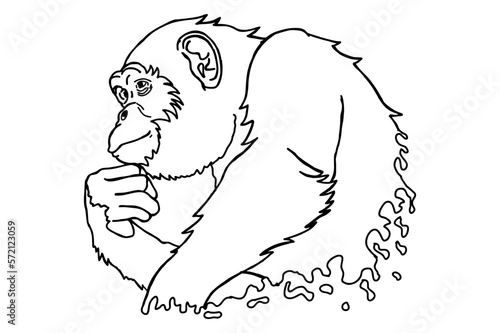 Chimpanzee thinking