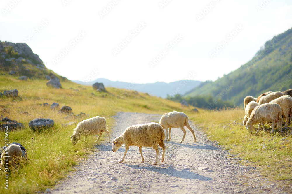 Fototapeta premium Herd of sheeps with tags on ears are grazing on pasture in mountain valley. Wool and food production. Growing livestock is a traditional direction of agriculture. Animal husbandry
