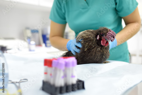 Vet doctor checkup chicken in clinic. Veterinary doing tests and vaccination for farm birds and animals photo
